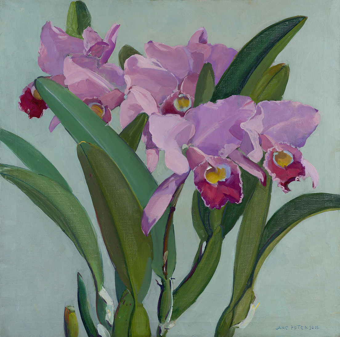 Cattleya Orchids