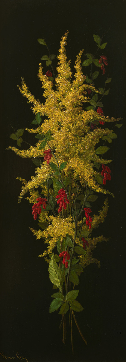 Goldenrod, circa 1875