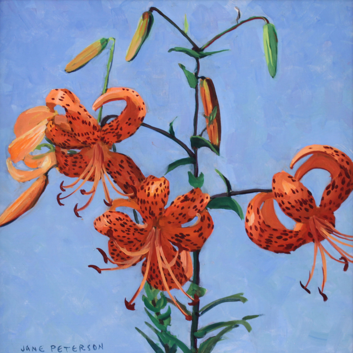 Tiger Lilies