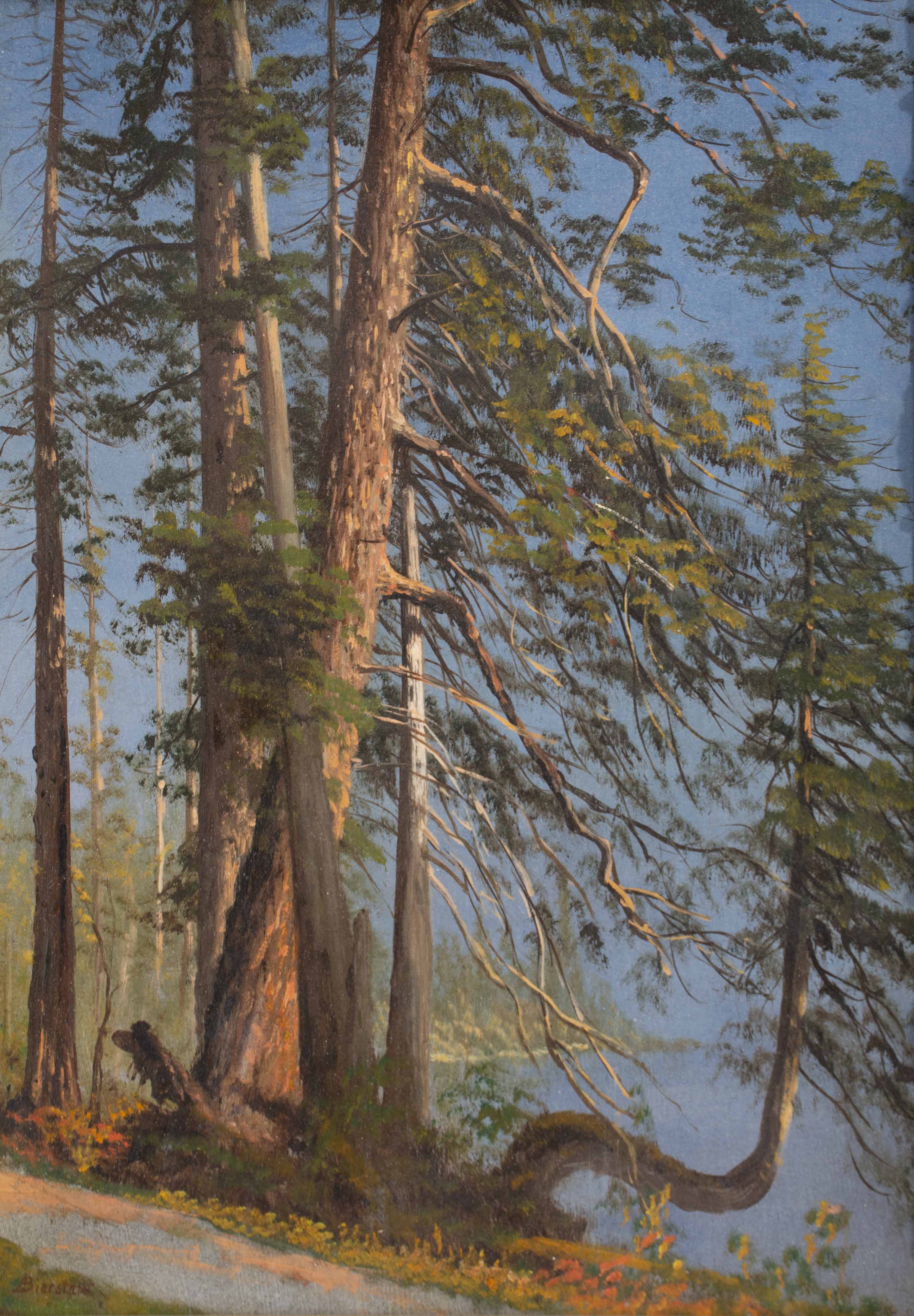 Stanley Park, British Columbia circa 1889